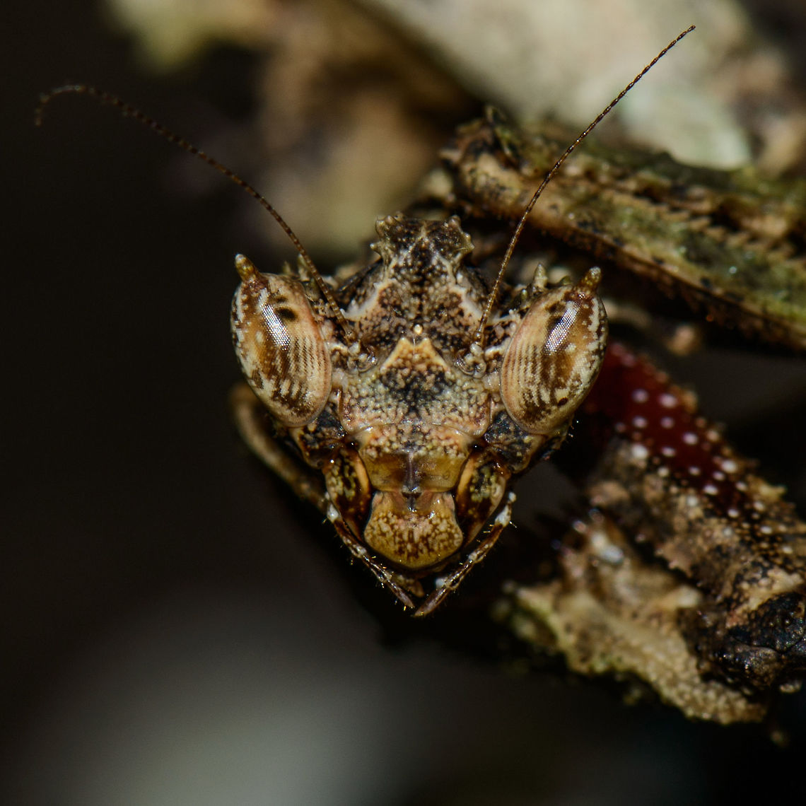 Moss Mantis - head closeup, Inírida, Colombia  Colombia,Guainía,Inírida,South America,World