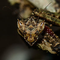 Moss Mantis - head closeup, Inírida, Colombia Colombia,Guainía,Inírida,South America,World