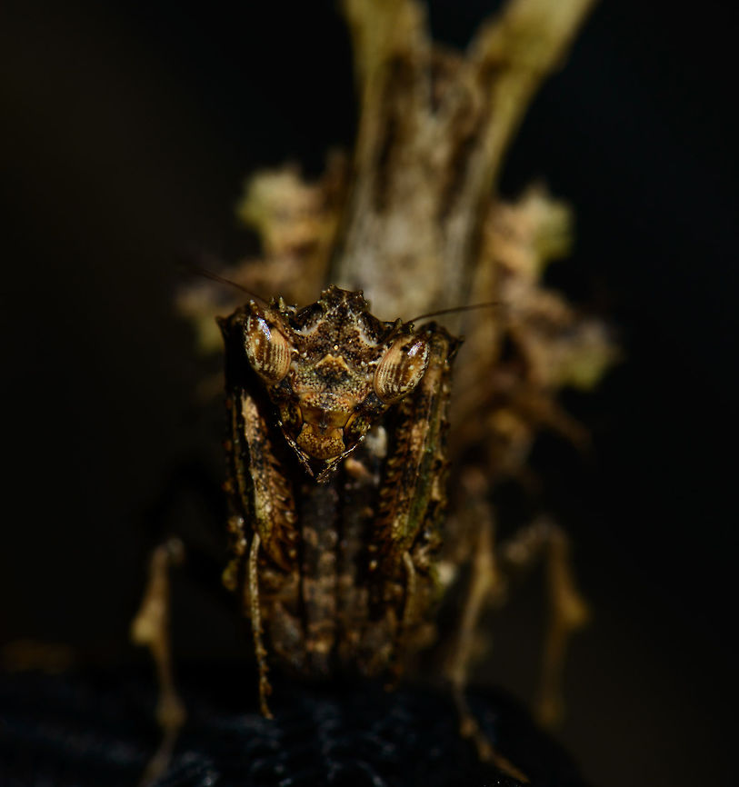 Moss Mantis - front view, Inírida, Colombia  Colombia,Guainía,Inírida,South America,World
