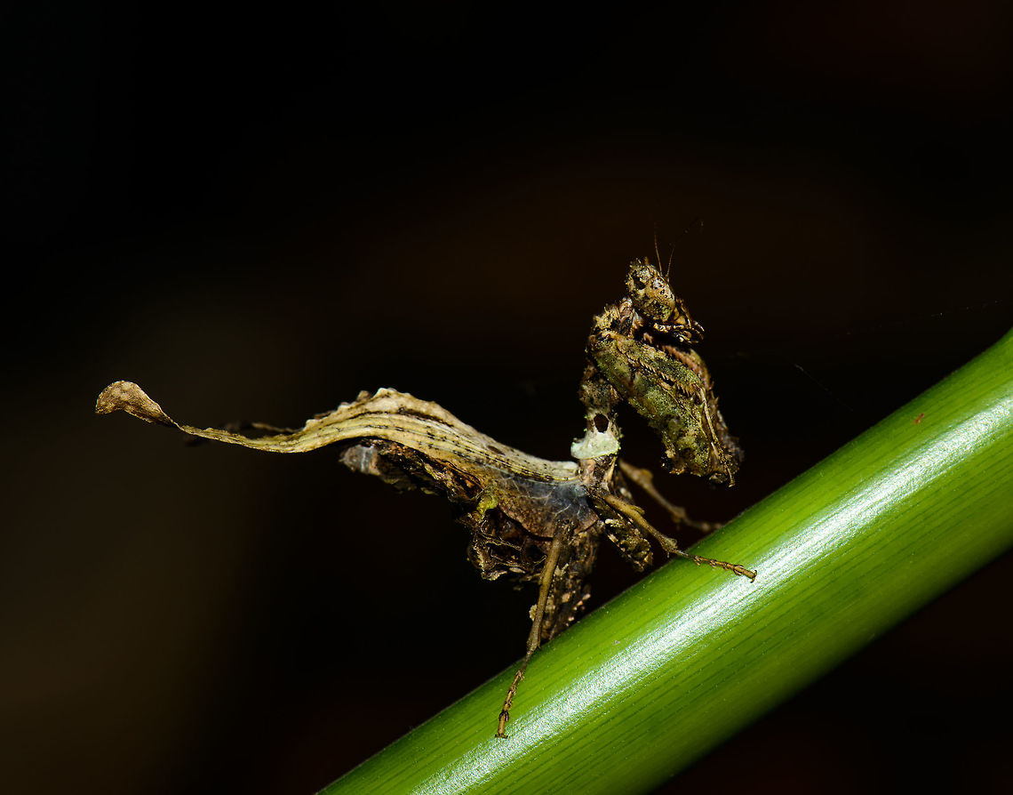 Moss Mantis, In&iacute;rida, Colombia One of the weirdest and most beautiful insects I've yet laid my eyes on. Be sure to zoom in, this one has a lot of detail. I'm thinking it is a Acanthops sp, but that's just a theory for now. Full disclosure: another tourist took this from a field trip and brought it back to the hotel. A practice I do not approve of, but since it was here anyway, I was too tempted to not capture it.<br />
<br />
<figure class="photo"><a href="https://www.jungledragon.com/image/53628/moss_mantis_-_front_view_inrida_colombia.html" title="Moss Mantis - front view, In&iacute;rida, Colombia"><img src="https://s3.amazonaws.com/media.jungledragon.com/images/2/53628_thumb.jpg?AWSAccessKeyId=05GMT0V3GWVNE7GGM1R2&Expires=1770854410&Signature=jHfukn%2BcTtNpq9YUKeaMtF5%2FhKc%3D" width="144" height="152" alt="Moss Mantis - front view, In&iacute;rida, Colombia  Colombia,Guain&iacute;a,In&iacute;rida,South America,World" /></a></figure><br />
<figure class="photo"><a href="https://www.jungledragon.com/image/53627/moss_mantis_-_head_closeup_inrida_colombia.html" title="Moss Mantis - head closeup, In&iacute;rida, Colombia"><img src="https://s3.amazonaws.com/media.jungledragon.com/images/2/53627_thumb.jpg?AWSAccessKeyId=05GMT0V3GWVNE7GGM1R2&Expires=1770854410&Signature=l5f1y6JLNYLcmHicDnWOTAI2IQQ%3D" width="200" height="200" alt="Moss Mantis - head closeup, In&iacute;rida, Colombia  Colombia,Guain&iacute;a,In&iacute;rida,South America,World" /></a></figure><br />
<figure class="photo"><a href="https://www.jungledragon.com/image/53626/moss_mantis_-_side_view_inrida_colombia.html" title="Moss Mantis - side view, In&iacute;rida, Colombia"><img src="https://s3.amazonaws.com/media.jungledragon.com/images/2/53626_thumb.jpg?AWSAccessKeyId=05GMT0V3GWVNE7GGM1R2&Expires=1770854410&Signature=Zc4OopBOldMie5Ft%2B17G8VtuVzk%3D" width="134" height="152" alt="Moss Mantis - side view, In&iacute;rida, Colombia  Colombia,Guain&iacute;a,In&iacute;rida,South America,World" /></a></figure> Colombia,Guain&iacute;a,In&iacute;rida,South America,World