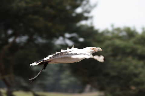 Palm-nut Vulture in flight  Beekse bergen,Gypohierax angolensis,Palm-nut Vulture