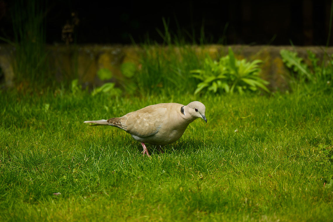 Eurasian collared dove in our garden, Netherlands A very regular visitor to our garden for several years. Outranked by several bigger regular birds in feeding order, but this one is clever. <br />
<br />
Above all this shot is also a technical test, I've added a 1.4x convertor to our 80-400mm tele, and wanted to test its performance. This explains the 550mm focal length (positive), but also the f/8 minimum aperture (negative). In these good conditions the combination works well. Eurasian collared dove,Streptopelia decaocto,The Netherlands