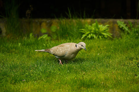 Eurasian collared dove in our garden, Netherlands A very regular visitor to our garden for several years. Outranked by several bigger regular birds in feeding order, but this one is clever. 

Above all this shot is also a technical test, I've added a 1.4x convertor to our 80-400mm tele, and wanted to test its performance. This explains the 550mm focal length (positive), but also the f/8 minimum aperture (negative). In these good conditions the combination works well. Eurasian collared dove,Streptopelia decaocto,The Netherlands