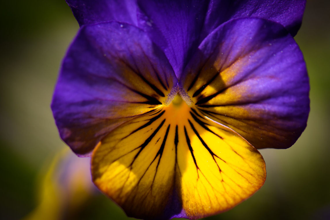 Pansy macro, Netherlands Taken in our garden earlier this year, mostly as a technical test. Here I tested a 1.4x convertor on our 105mm macro lens.  Geotagged,Netherlands,Pansy,Spring,Viola tricolor subsp. hortensis