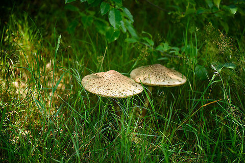 Parasol mushrooms mid-summer, Netherlands  Europe,Heesch,Macrolepiota procera,Netherlands,Parasol mushroom,World