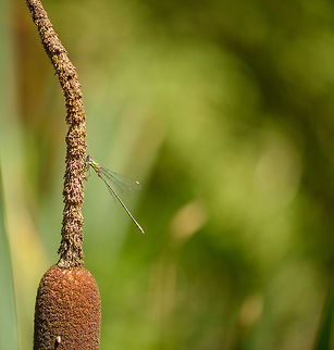 Emerald damselfly, Netherlands On broadleaf Cattail:
https://www.jungledragon.com/image/53759/broadleaf_cattail_macro_netherlands.html

Reference used for ID:
http://diertjevandedag.classy.be/insecten/libellen/juffers/pantserjuffers/gewone pantserjuffer.htm Chalcolestes viridis,Europe,Heesch,Netherlands,Willow Emerald Damselfly,World