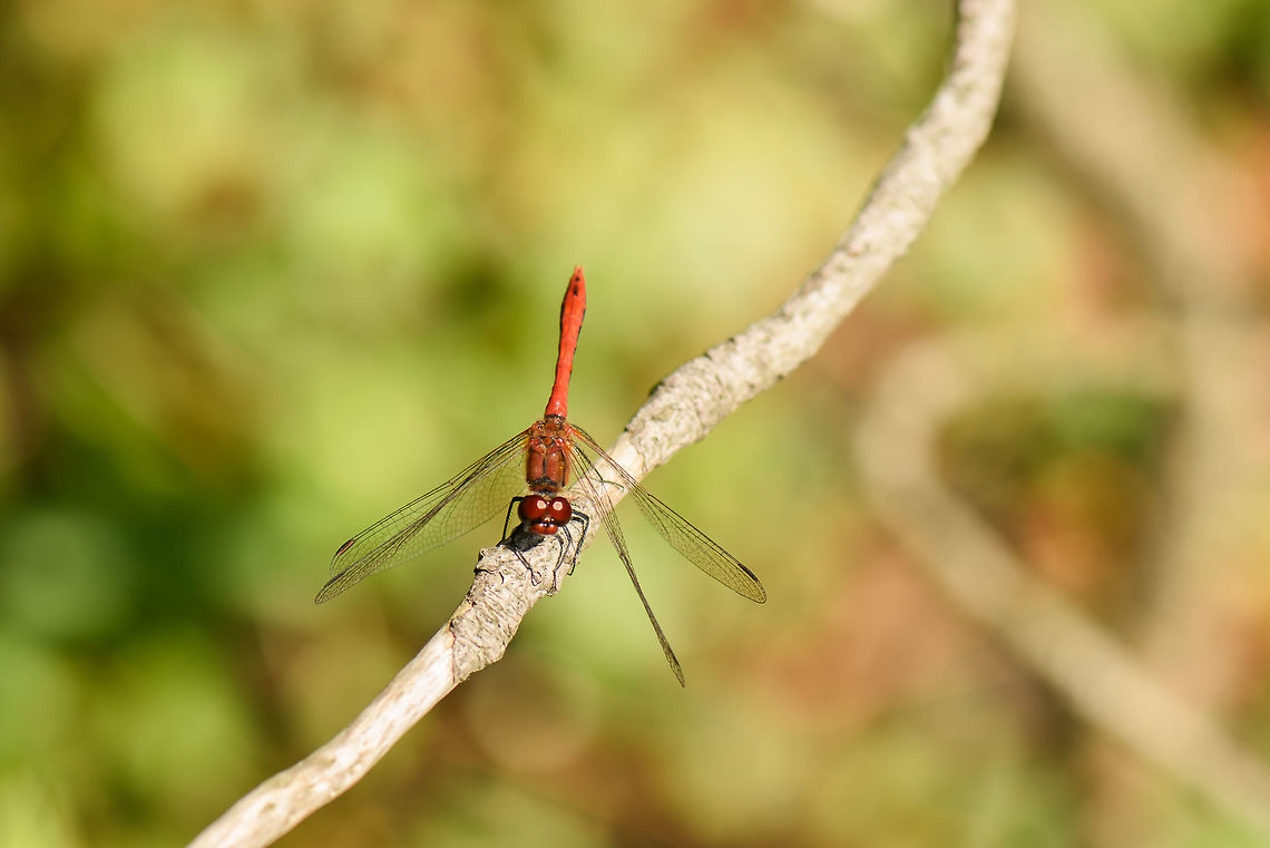 Ruddy Darter, Netherlands Presumed species, which could be wrong. I always struggle with the red ones.<br />
<figure class="photo"><a href="https://www.jungledragon.com/image/53758/ruddy_darter_-_front_view_netherlands.html" title="Ruddy Darter - front view, Netherlands"><img src="https://s3.amazonaws.com/media.jungledragon.com/images/2/53758_thumb.jpg?AWSAccessKeyId=05GMT0V3GWVNE7GGM1R2&Expires=1759968010&Signature=0veX2upY2N7ECHT1%2Fh%2FWbL9VrW0%3D" width="200" height="134" alt="Ruddy Darter - front view, Netherlands Presumed species, which could be wrong. I always struggle with the red ones. <br />
https://www.jungledragon.com/image/53757/ruddy_darter_netherlands.html Europe,Heesch,Netherlands,Ruddy Darter,Sympetrum sanguineum,World" /></a></figure> Europe,Heesch,Netherlands,Ruddy Darter,Sympetrum sanguineum,World