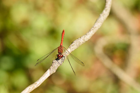 Ruddy Darter, Netherlands Presumed species, which could be wrong. I always struggle with the red ones.
https://www.jungledragon.com/image/53758/ruddy_darter_-_front_view_netherlands.html Europe,Heesch,Netherlands,Ruddy Darter,Sympetrum sanguineum,World