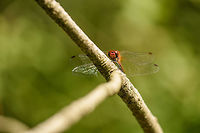 Ruddy Darter - front view, Netherlands Presumed species, which could be wrong. I always struggle with the red ones. <br />
https://www.jungledragon.com/image/53757/ruddy_darter_netherlands.html Europe,Heesch,Netherlands,Ruddy Darter,Sympetrum sanguineum,World