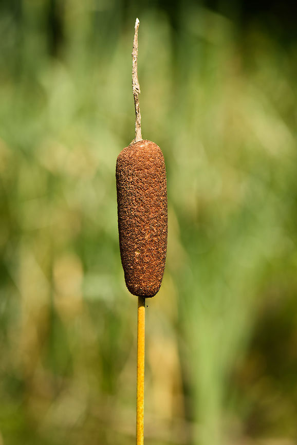 Broadleaf Cattail macro, Netherlands  Broadleaf cattail,Europe,Geotagged,Heesch,Netherlands,Summer,Typha latifolia,World