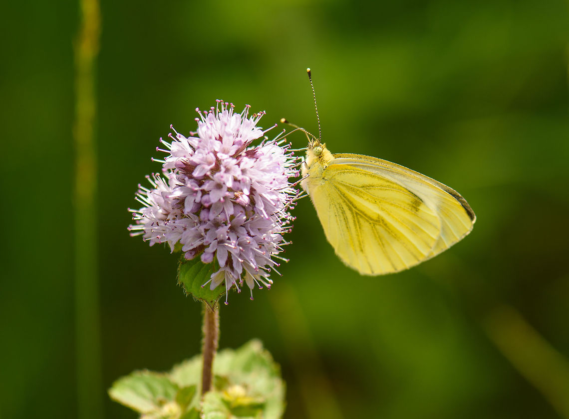 Green-vained White, Netherlands  Europe,Geotagged,Green-veined White,Heesch,Netherlands,Pieris napi,Summer,World