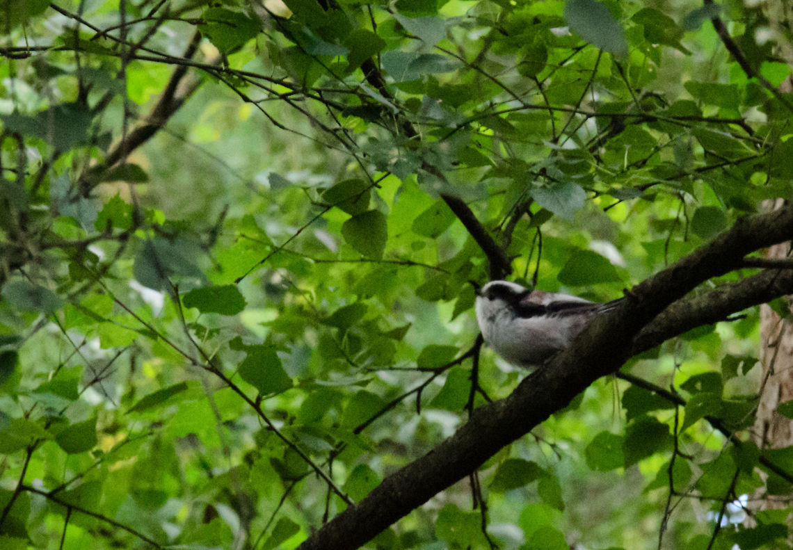 Long-tailed tit in Maashorst forest Sorry for the poor quality shot, I had the wrong lens attached. This is a high ISO crop. It took me a while to identify this bird. They are described as ping pong balls with lengthy tails. The remarkeable feature about this bird is that it is extremely social. Something I experienced whilst trying to capture one. They move through the forest in a group yet never leave any member behind. And as they sing and cheer to each other all the time, you really get a sense of direction on where you need to be. Aegithalos caudatus,Heesch,Long-tailed Tit,Maashorst