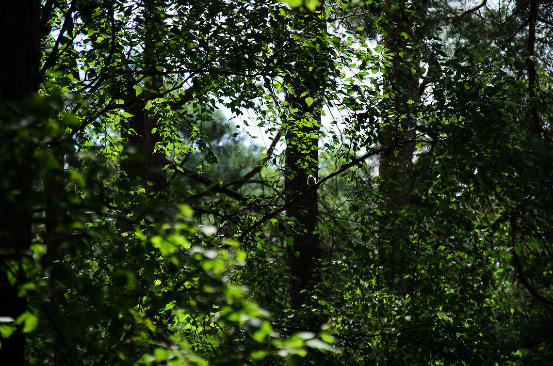 Wrong lens, buddy? Right in the middle of this photo you see the back-lit silhouette of a long-tailed tit. Aegithalos caudatus,Heesch,Long-tailed Tit,Maashorst