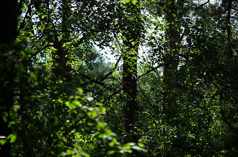 Wrong lens, buddy? Right in the middle of this photo you see the back-lit silhouette of a long-tailed tit. Aegithalos caudatus,Heesch,Long-tailed Tit,Maashorst