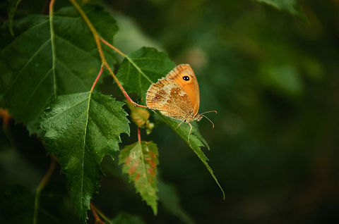 Gatekeeper - side view Found in the Maashorst forest, the Netherlands in a year where there is an all-time low in butterflies. This one is captured with my 15-105mm kit lens, had no time to switch to macro. It's handshot with flash to keep the ISO low. Heesch,Maashorst,Pyronia tithonus