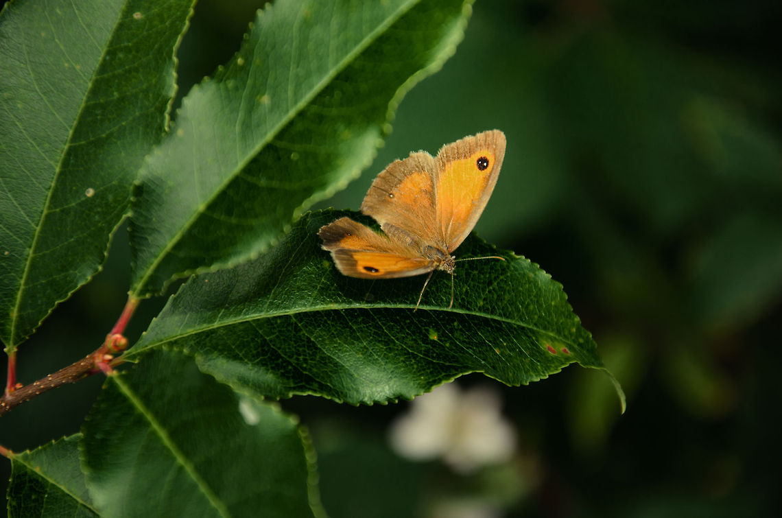 Gatekeeper - spread wings Found in the Maashorst forest, the Netherlands in a year where there is an all-time low in butterflies. This one is captured with my 15-105mm kit lens, had no time to switch to macro. It's handshot with flash to keep the ISO low. Heesch,Maashorst,Pyronia tithonus