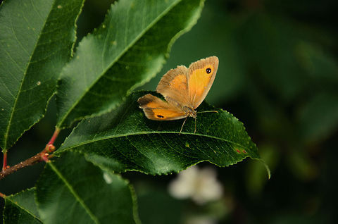 Gatekeeper - spread wings Found in the Maashorst forest, the Netherlands in a year where there is an all-time low in butterflies. This one is captured with my 15-105mm kit lens, had no time to switch to macro. It's handshot with flash to keep the ISO low. Heesch,Maashorst,Pyronia tithonus