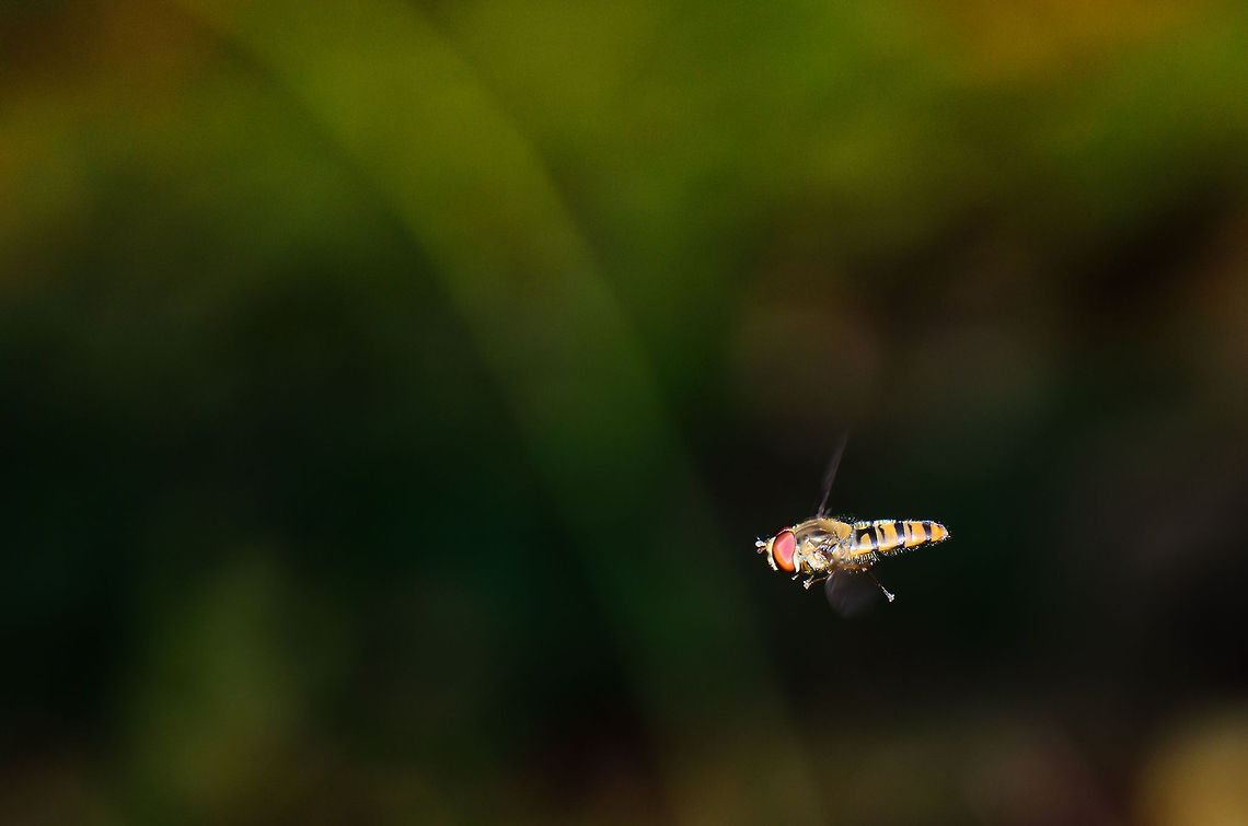 Marmalade Hoverfly in mid-air Finally managed to capture a hoverfly in mid-air. I used manual focus, flash and rapid firing hoping to get one sharp shot. Episyrphus balteatus,Heesch,Macro,Marmalade Hoverfly