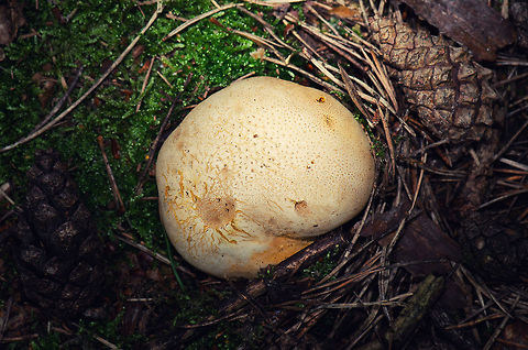 Large Common Earthball Larger than the ones I usually see, about twice as large. Common Earthball,Heesch,Macro,Scleroderma citrinum