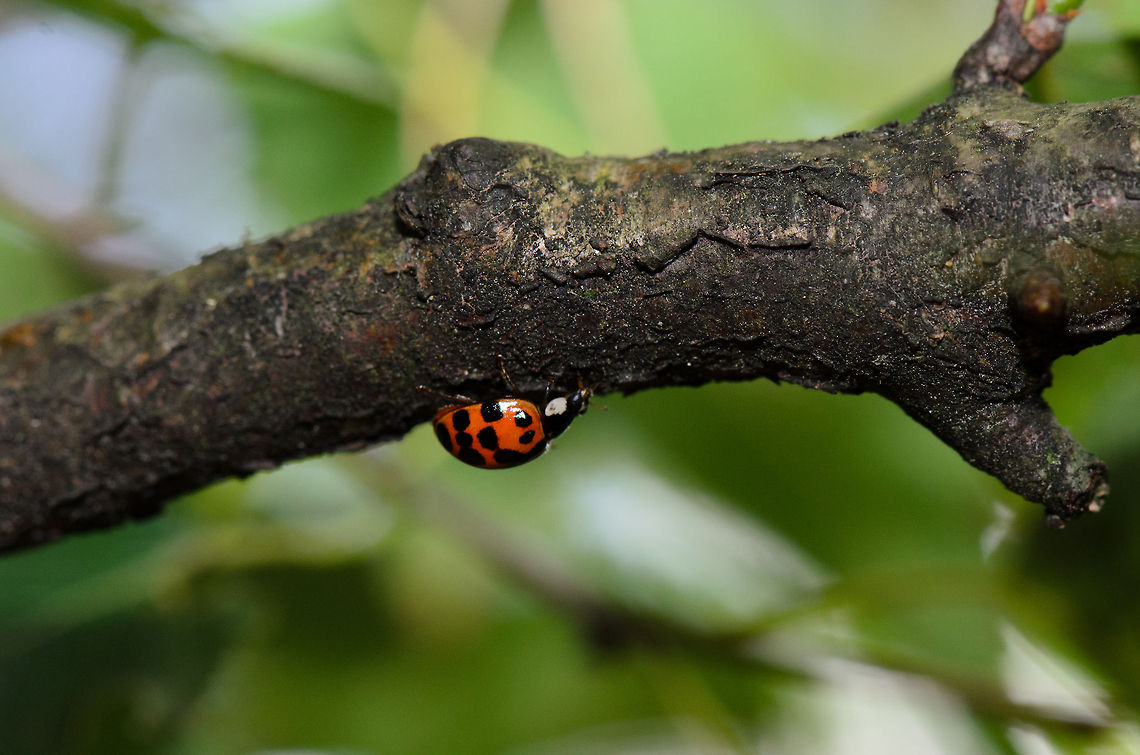 Ladybug upside down  Harmonia axyridis,Heesch,Ladybug or Ladybird,Macro