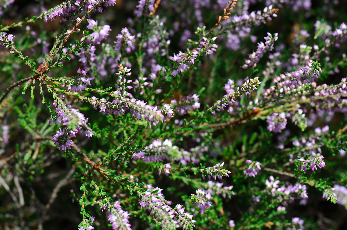 Calluna (heide)  Calluna vulgaris,Heesch,Macro,calluna