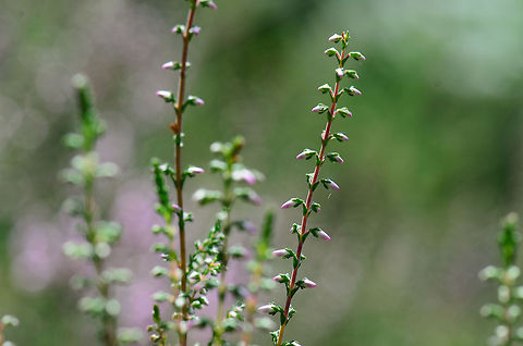 Calluna (heide) closeup  Calluna vulgaris,Heesch,Macro,calluna