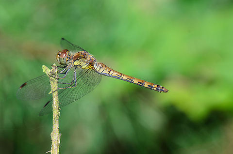 Vagrant Darter macro Happy to share this classic dragonfly shot. Quite impressive how strong their legs must be to hang horizontally like this. Heesch,Macro,Sympetrum vulgatum,Vagrant Darter