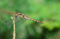 Vagrant Darter macro Happy to share this classic dragonfly shot. Quite impressive how strong their legs must be to hang horizontally like this. Heesch,Macro,Sympetrum vulgatum,Vagrant Darter
