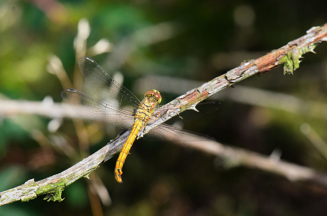 Vagrant Darter top view  Heesch,Macro,Sympetrum vulgatum,Vagrant Darter