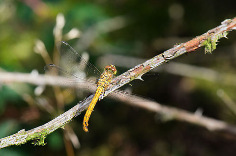 Vagrant Darter top view  Heesch,Macro,Sympetrum vulgatum,Vagrant Darter