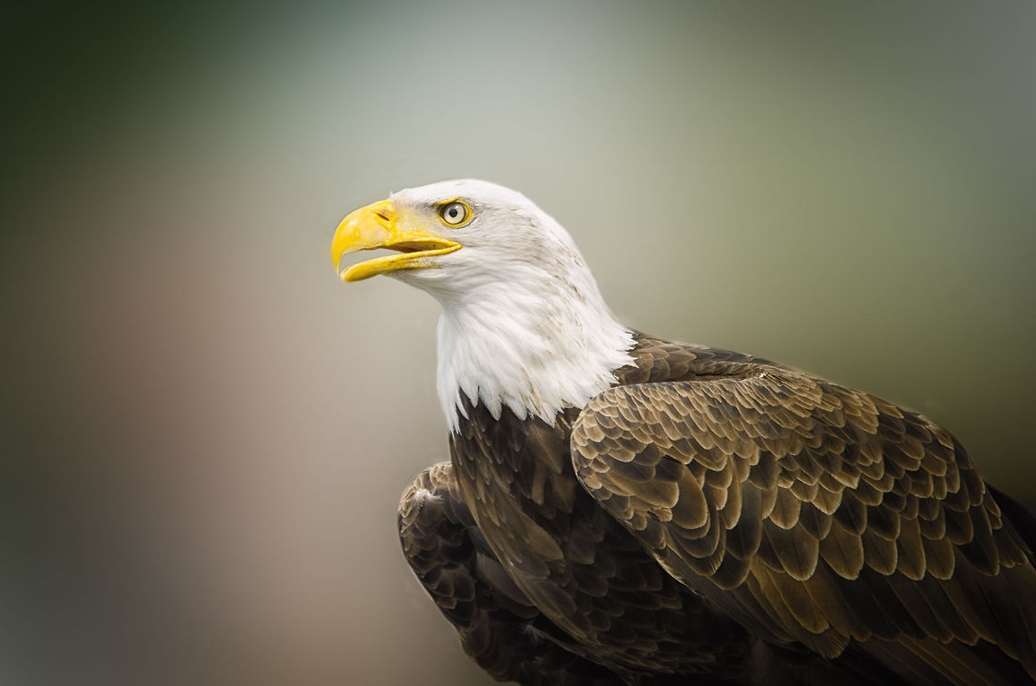 Bald Eagle portrait Part of a bird show at the Beekse Bergen, the Netherlands. Heavily post processed background. Bald Eagle,BeekseBergenHaliaeetus leucocephalus