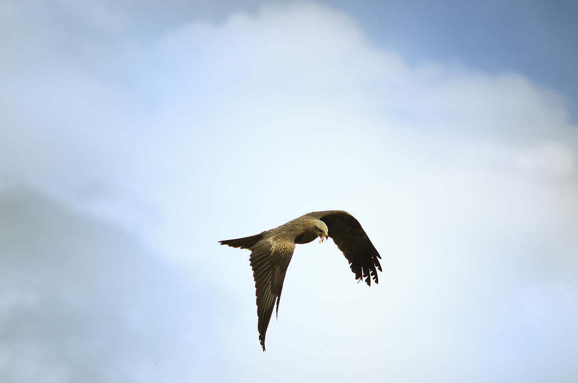 European Buzzard in mid-air During the birds of prey show at the Beekse Bergen a European Buzzard snatches away some dead prey from its instructor and eats it in mid-air. A fine moment to capture the grace of this bird. Beekse bergen,Buteo buteo,Common Buzzard