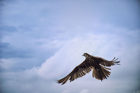 Rise  Beekse Bergen,Buteo buteo,Common Buzzard,Geotagged,The Netherlands