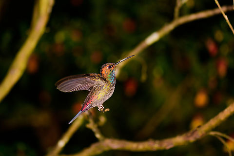 White-tailed hillstar, Montezuma, Colombia A fairly dull name for a bird with this many colors. This hillstar was found in the lodge area of Tatama National Park near a feeder. Weak flash light reflects on their iridescent feathers, showing the true colors of this bird: brown, orange, green, blue, yellow. Based on range, likely this is the West Andes sub species: Urochroa bougueri bougueri.

By the way, this is the first photo of a series that will last months where I'll document the trip we just came back from through North West Colombia. I'll put all photos below this tag:

https://www.jungledragon.com/tag/39816/colombia_choco_pacific_region.html

There's also a lengthy travel report, in case you haven't seen it yet:
https://ferdychristant.com/colombia-2017-travel-report-e8f7c0ef8733 Cerro Montezuma,Choco,Choc&oacute;,Colombia,Colombia Choco & Pacific region,Fall,Geotagged,Montezuma,South America,Tatama National Park,Tatam&aacute; National Park,Urochroa bougueri,White-tailed hillstar,World