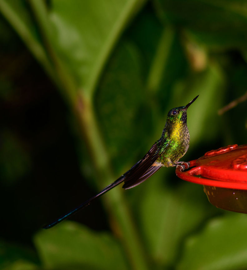Violet-tailed sylph at feeder, male Photographed at the feeder near the Montezuma lodge on the first night of our arrival. I&#039;d of course prefer to separate the bird from the feeder, but in this case it&#039;s the only good shot showing this species&#039; awesome color. This species occurs in the Western Andes. The long tail indicates that this is the male. Aglaiocercus coelestis,Cerro Montezuma,Choco,Chocó,Colombia,Colombia Choco & Pacific region,Fall,Geotagged,Montezuma,South America,Tatama National Park,Tatamá National Park,Violet-tailed sylph,World