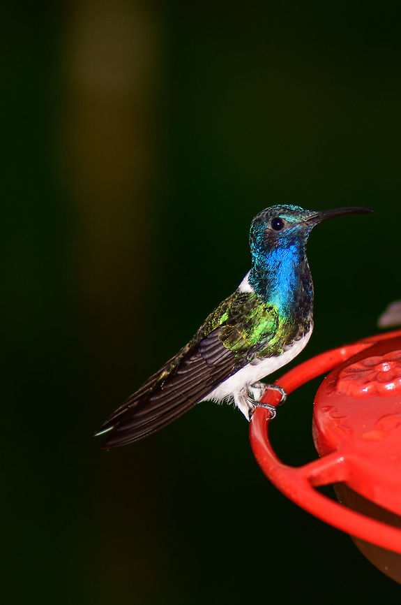 White-necked jacobin at feeder, Montezuma, Colombia Feeder crop of the male of this species. Cerro Montezuma,Choco,Choc&oacute;,Colombia,Colombia Choco & Pacific region,Fall,Florisuga mellivora,Geotagged,Montezuma,South America,Tatama National Park,Tatam&aacute; National Park,White-necked jacobin,World