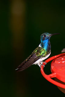 White-necked jacobin at feeder, Montezuma, Colombia Feeder crop of the male of this species. Cerro Montezuma,Choco,Choc&oacute;,Colombia,Colombia Choco & Pacific region,Fall,Florisuga mellivora,Geotagged,Montezuma,South America,Tatama National Park,Tatam&aacute; National Park,White-necked jacobin,World