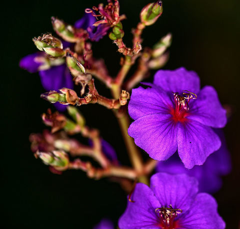 Silverleafed princess flower, Colombia Found in the gardens of the Montezuma lodge, Colombia. Photographed at night. 
Our guide pointed it out as family Melastomataceae. I further narrowed it down based on this reference:

https://en.wikipedia.org/wiki/Tibouchina_heteromalla

In particular the flower photo on Wikipedia seems a solid match, and the fact that is cultivated across the world. I could be wrong though.
 Cerro Montezuma,Choco,Choc&oacute;,Colombia,Colombia Choco & Pacific region,Fall,Geotagged,Montezuma,South America,Tatama National Park,Tatam&aacute; National Park,Tibouchina heteromalla,World