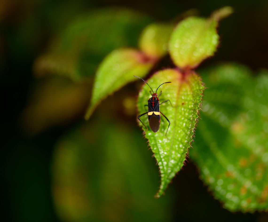 Black and red Coreidae with yellow strip, Montezuma, Colombia Found around the Montezuma lodge in Colombia, at night. Head is red, shield overall dark with red markings and a yellow horizontal stripe.  Cerro Montezuma,Choco,Choc&oacute;,Colombia,Colombia Choco & Pacific region,Coreidae,Fall,Geotagged,Heteroptera,Hypselonotini,Hypselonotus,Hypselonotus interruptus,Montezuma,South America,Tatama National Park,Tatam&aacute; National Park,World