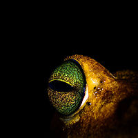 Celebrating 50,000 Photos and 13,000 species! Dear community, I forgot to mention this in the weekly newsletter but this week we crossed the spectacular milestone of 50,000 wildlife observations. Perhaps more importantly, the diversity of these sightings is so high as to result in over 13,000 species, found all over the world.<br />
<br />
Thank you for making JungleDragon what it is, our community may be small yet it feels like family to me. And I can ensure you that although I may currently be slow in updating the experience, I am fully committed to bring JD to a new level. <br />
<br />
Keep sharing, keep caring.<br />
<br />
More background on this milestone, and the incredible community behind it here:<br />
https://ferdychristant.com/50k-wildlife-photos-across-13k-species-cc8a18437977 Draco viridis,JungleDragon,milestone