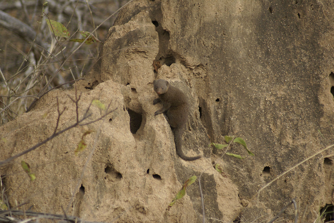 Mongoose claiming termite mound This is the Common Dwarf Mongoose, a carnivorian animal that lives in groups with a strict social hierarchy. At night they sleep in unused termite mounds like these. Common Dwarf Mongoose,Helogale parvula,Kruger,Mongoose,South Africa,termite mound