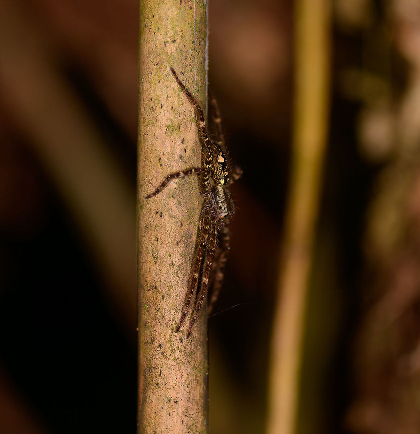 Large brown spider with yellow highlights, Montezuma, Colombia Found at night on a tree around the Montezuma lodge, Colombia. Not a good look at the eyes from this angle, will be hard to identify. Cerro Montezuma,Choco,Choc&oacute;,Colombia,Colombia Choco & Pacific region,Fall,Geotagged,Montezuma,South America,Tatama National Park,Tatam&aacute; National Park,World