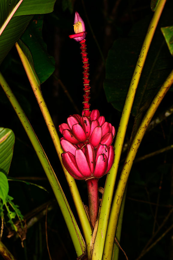 Pink banana tree, Montezuma, Colombia Growing around the Montezuma lodge, Colombia. Cerro Montezuma,Choco,Chocó,Colombia,Colombia Choco & Pacific region,Fall,Geotagged,Montezuma,Musa velutina,Pink banana,South America,Tatama National Park,Tatamá National Park,World
