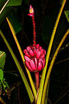 Pink banana tree, Montezuma, Colombia Growing around the Montezuma lodge, Colombia. Cerro Montezuma,Choco,Chocó,Colombia,Colombia Choco & Pacific region,Fall,Geotagged,Montezuma,Musa velutina,Pink banana,South America,Tatama National Park,Tatamá National Park,World