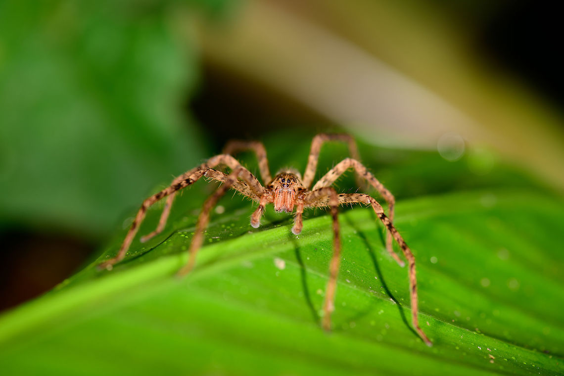 Wandering Spider (Ctenidae), Montezuma, Colombia Found around the Montezuma lodge at night. Family identification based on eye arrangement (zoom in) using this handy guide:<br />
<a href="http://www.spiders.us/articles/identification/" rel="nofollow">http://www.spiders.us/articles/identification/</a><br />
<figure class="photo"><a href="https://www.jungledragon.com/image/54824/wandering_spider_ctenidae_-_closeup_montezuma_colombia.html" title="Wandering Spider (Ctenidae) - closeup, Montezuma, Colombia"><img src="https://s3.amazonaws.com/media.jungledragon.com/images/2/54824_thumb.jpg?AWSAccessKeyId=05GMT0V3GWVNE7GGM1R2&Expires=1769040010&Signature=A0WCuXf6ajmhlAP6WNNC%2BDUrCes%3D" width="200" height="134" alt="Wandering Spider (Ctenidae) - closeup, Montezuma, Colombia Just for fun, a crop image of this...<br />
https://www.jungledragon.com/image/54821/wandering_spider_ctenidae_montezuma_colombia.html<br />
...to show the match in eye arrangement based on this identification guide:<br />
http://www.spiders.us/articles/identification/<br />
<br />
Furthermore, this is also a demonstration of the level of detail captured from a D850. Note each eye reflecting the dual flash from the ring flash. Cerro Montezuma,Choco,Choc&oacute;,Colombia,Colombia Choco &amp; Pacific region,Fall,Geotagged,Montezuma,South America,Tatama National Park,Tatam&aacute; National Park,World" /></a></figure> Cerro Montezuma,Choco,Choc&oacute;,Colombia,Colombia Choco & Pacific region,Fall,Geotagged,Montezuma,South America,Tatama National Park,Tatam&aacute; National Park,World
