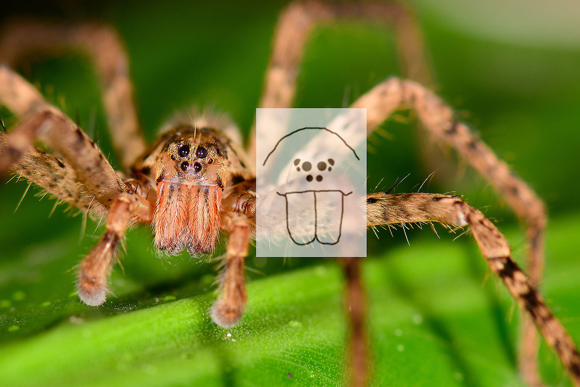 Wandering Spider (Ctenidae) - closeup, Montezuma, Colombia Just for fun, a crop image of this...<br />
<figure class="photo"><a href="https://www.jungledragon.com/image/54821/wandering_spider_ctenidae_montezuma_colombia.html" title="Wandering Spider (Ctenidae), Montezuma, Colombia"><img src="https://s3.amazonaws.com/media.jungledragon.com/images/2/54821_thumb.jpg?AWSAccessKeyId=05GMT0V3GWVNE7GGM1R2&Expires=1759968010&Signature=MV5xTVr3O93K%2FO22FzhbJ6azqP0%3D" width="200" height="134" alt="Wandering Spider (Ctenidae), Montezuma, Colombia Found around the Montezuma lodge at night. Family identification based on eye arrangement (zoom in) using this handy guide:<br />
http://www.spiders.us/articles/identification/<br />
https://www.jungledragon.com/image/54824/wandering_spider_ctenidae_-_closeup_montezuma_colombia.html Cerro Montezuma,Choco,Chocó,Colombia,Colombia Choco & Pacific region,Fall,Geotagged,Montezuma,South America,Tatama National Park,Tatamá National Park,World" /></a></figure><br />
...to show the match in eye arrangement based on this identification guide:<br />
<a href="http://www.spiders.us/articles/identification/" rel="nofollow">http://www.spiders.us/articles/identification/</a><br />
<br />
Furthermore, this is also a demonstration of the level of detail captured from a D850. Note each eye reflecting the dual flash from the ring flash. Cerro Montezuma,Choco,Chocó,Colombia,Colombia Choco & Pacific region,Fall,Geotagged,Montezuma,South America,Tatama National Park,Tatamá National Park,World