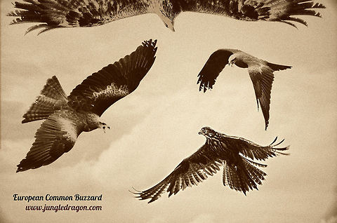 Common Buzzard composite A composite edit of several Common Buzzard shot, styled as old paper illustrations. Beekse Bergen,Buteo buteo,Common Buzzard