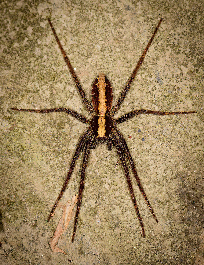 Enoploctenus sp. on bark of tree, Montezuma, Colombia Found around the lodge in Montezuma at night. Pretty large, I estimate it around 8cm. Overall brown body with thick yellowish stripe across the abdomen and chest. Cerro Montezuma,Choco,Choc&oacute;,Colombia,Colombia Choco & Pacific region,Fall,Geotagged,Montezuma,South America,Tatama National Park,Tatam&aacute; National Park,World