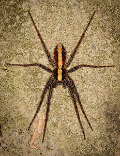 Enoploctenus sp. on bark of tree, Montezuma, Colombia Found around the lodge in Montezuma at night. Pretty large, I estimate it around 8cm. Overall brown body with thick yellowish stripe across the abdomen and chest. Cerro Montezuma,Choco,Choc&oacute;,Colombia,Colombia Choco & Pacific region,Fall,Geotagged,Montezuma,South America,Tatama National Park,Tatam&aacute; National Park,World