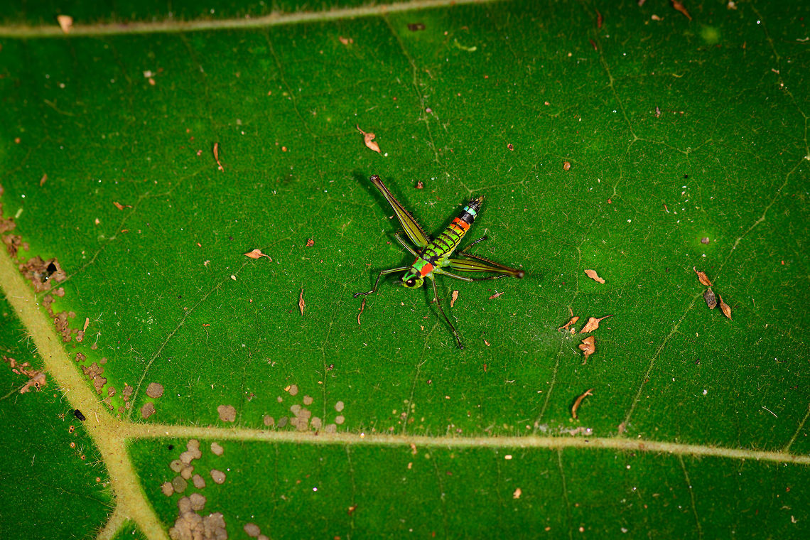 Paramastax rosenbergi, Montezuma, Colombia If I have the species correct, possibly it is endemic to Colombia. The only distribution records I've found all point to West Colombia. Cerro Montezuma,Choco,Choc&oacute;,Colombia,Colombia Choco & Pacific region,Fall,Geotagged,Montezuma,Paramastax rosenbergi,South America,Tatama National Park,Tatam&aacute; National Park,World